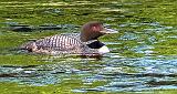 Swimming Loon_DSCF4131